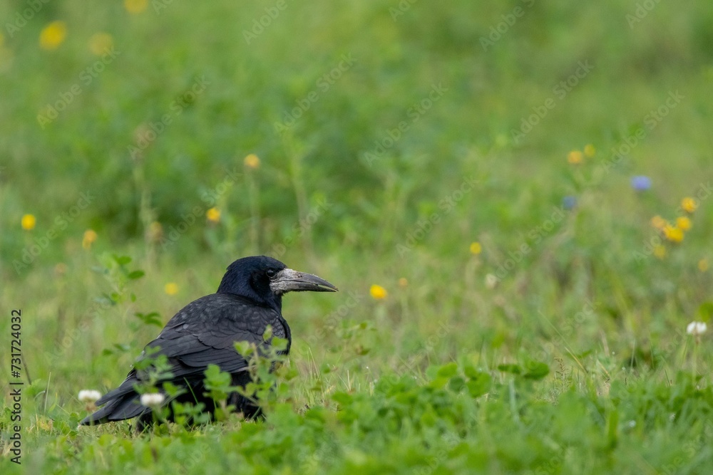 a crow is standing in a grassy field near flowers and grass