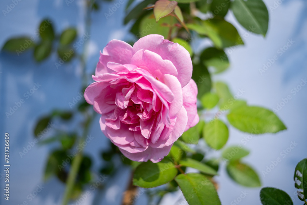 bright pink roses flower , green leaf
bright pink roses flower , green leaf
