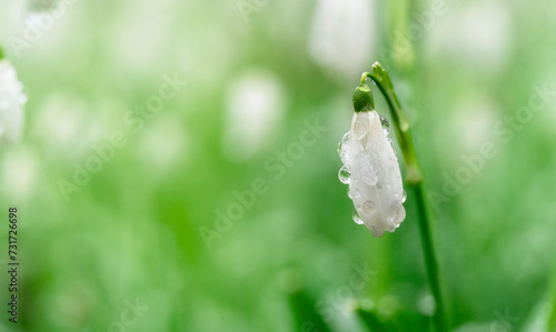 white snowdrops on green grass on a spring sunny day. Space for text.