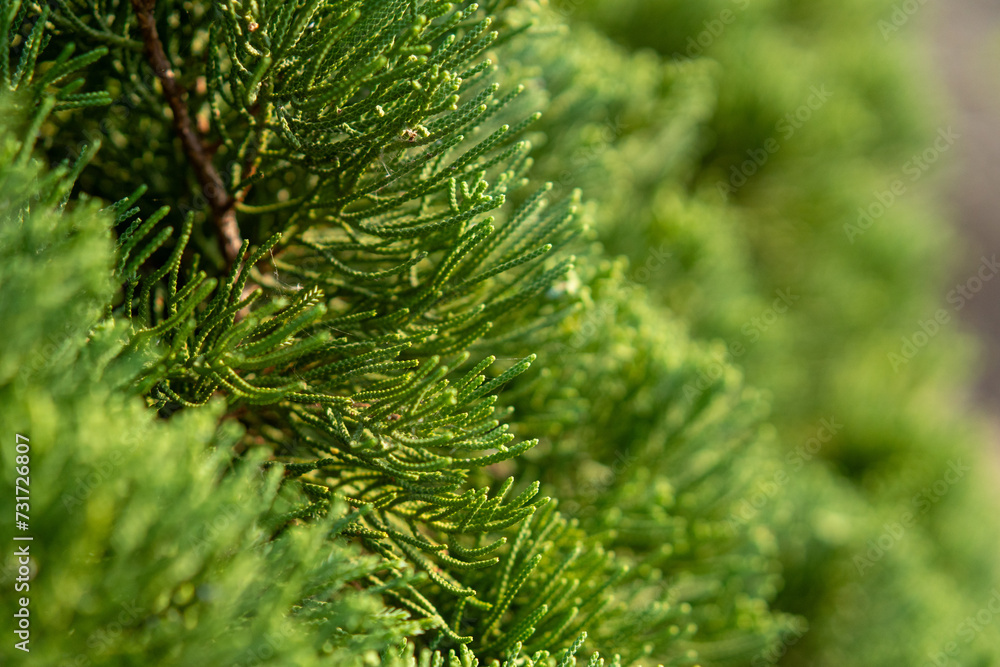 close up green branches from the pine tree close up green branches from the pine tree