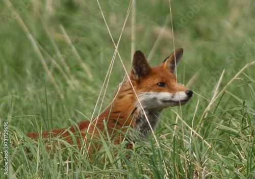 Red fox stands atop a grassy meadow, surveying its surroundings with a watchful eye