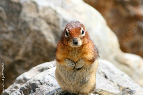 Closeup shot of an adorable brown squirrel on a rock looking curiously at the camera