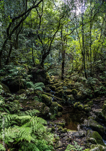 Fototapeta Naklejka Na Ścianę i Meble -  The deep tropical jungle of Madeira Island on the way to the hidden waterfall.