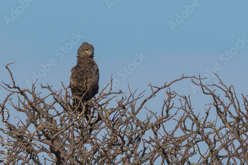 Birdlife in Kenya photo