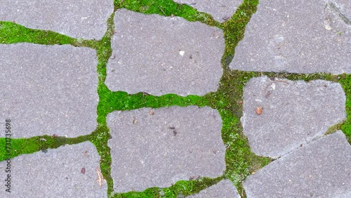 Granite texture. Paving slabs. 
Moss between paving blocks. Old bricklaying close up. Old paving stones
