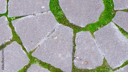 Granite texture. Paving slabs. 
Moss between paving blocks. Old bricklaying close up. Old paving stones