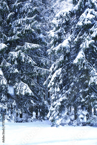 Snow-covered fir trees in the winter forest