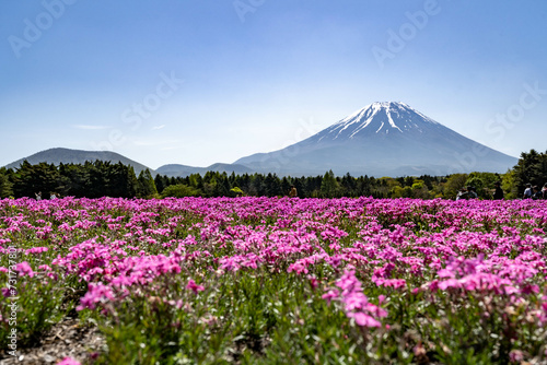 富士本栖湖リゾートの芝桜と富士山