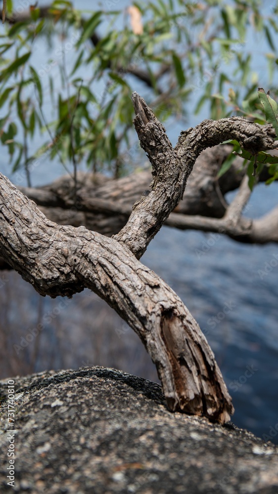 Vertical shot of a tree bent over a lake with a blurry background