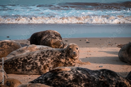 Group of seals lying on a sun-drenched beach, with gentle waves lapping the shore © Wirestock