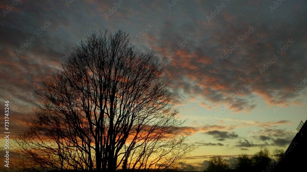 Closeup of a single tree at vibrant sunset