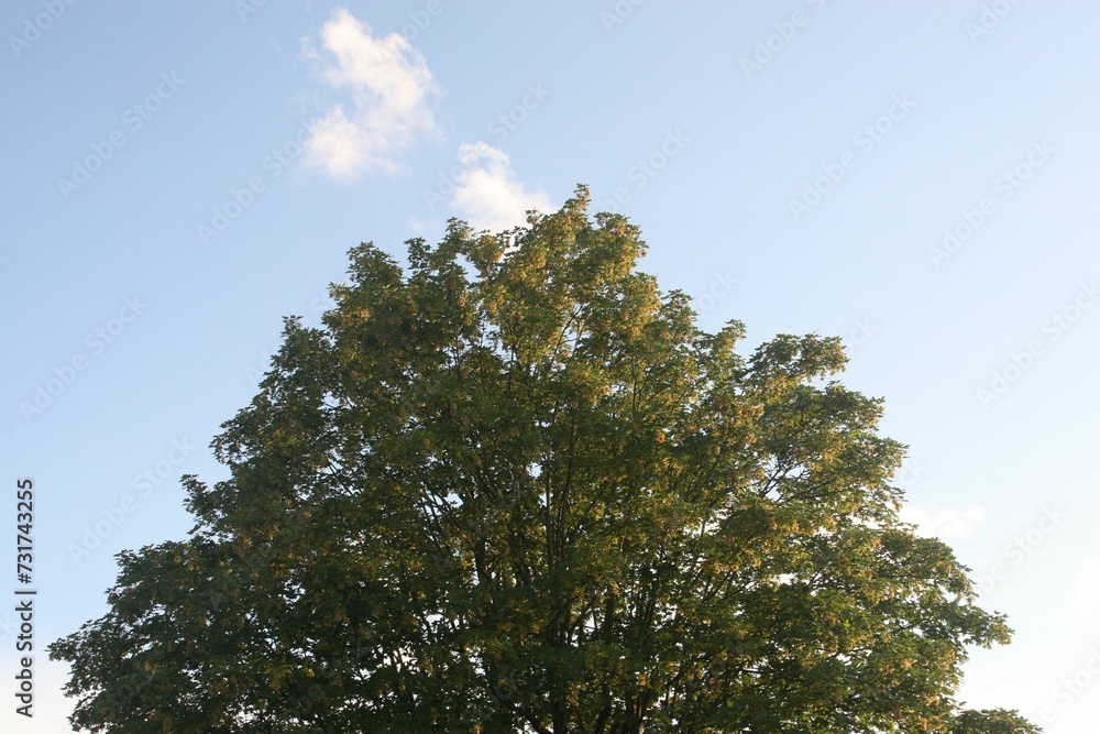 Scenic view of a green treetop at golden hour Scenic view of a green treetop at golden hour