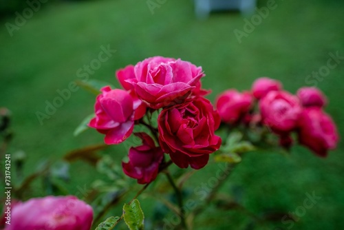Closeup of a vibrant red rose in a lush green with a blurry background