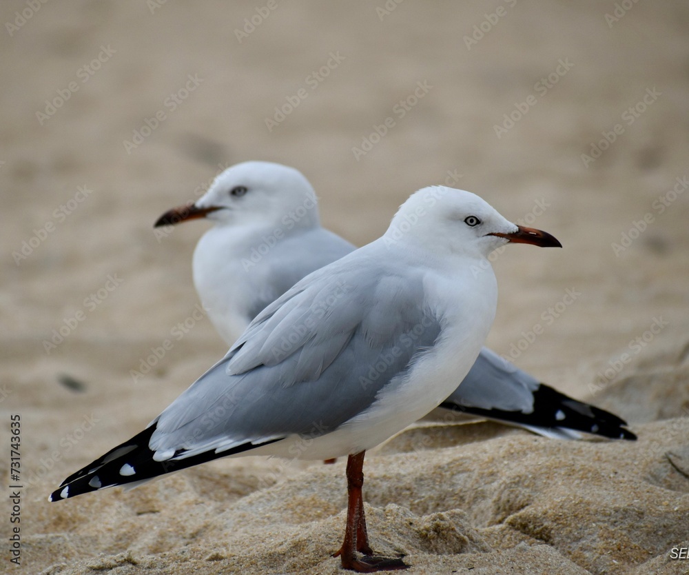 Seagulls perched atop a sandy beach, taking in the ocean view Seagulls perched atop a sandy beach, taking in the ocean view