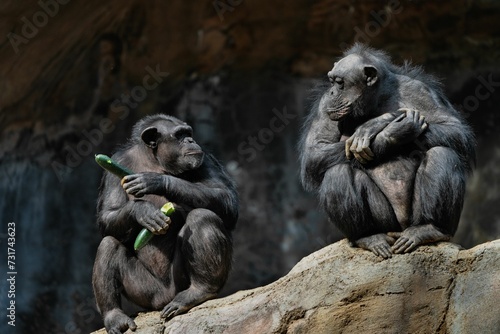 Canvas Print Two chimpanzees on a large rock in the zoo.