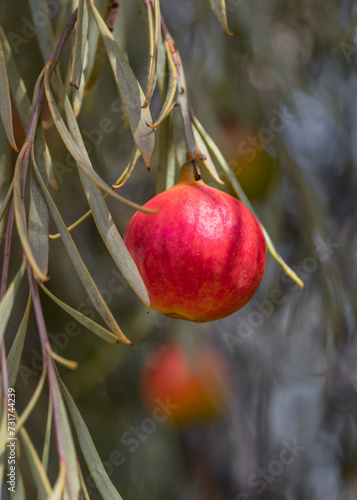 Close-up of a Quandong - native peach (Santalum acuminatum) - bush tucker photo