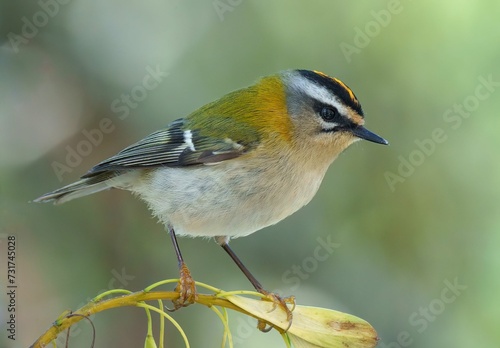 Common firecrest perched on a twig. Regulus ignicapilla. © Wirestock