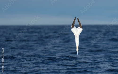 Konstfotografi Majestic plunge diving gannet. Morus bassanus.