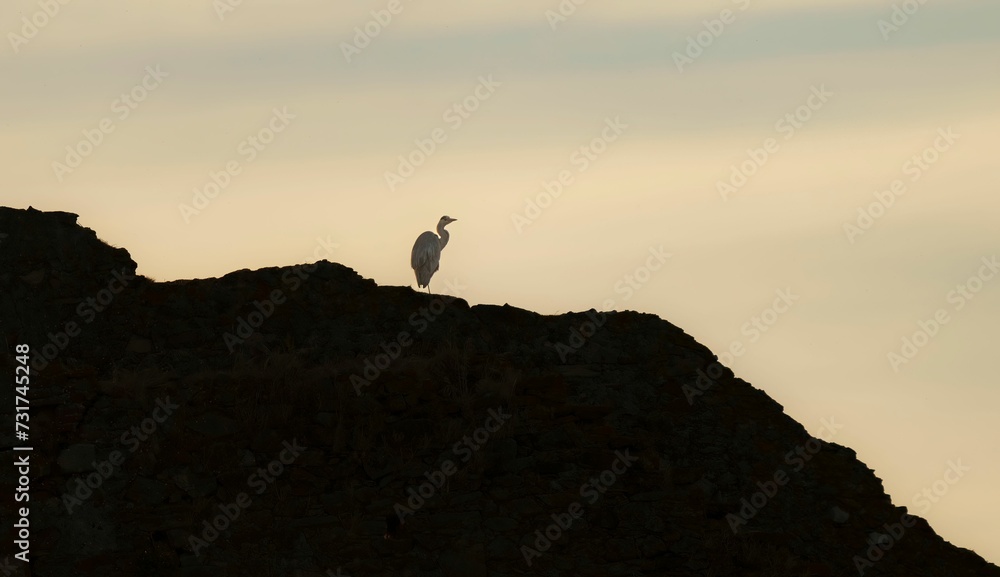 Isolated bird perching atop a rocky hillside at sunset, surrounded by an orange sky