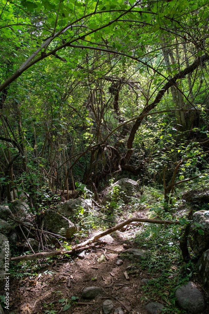 a tree, dirt path and boulders in the woods between stone and trees a tree, dirt path and boulders in the woods between stone and trees