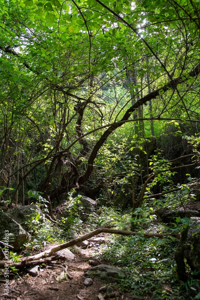 a trail running through an evergreen forest on the edge of rocks a trail running through an evergreen forest on the edge of rocks