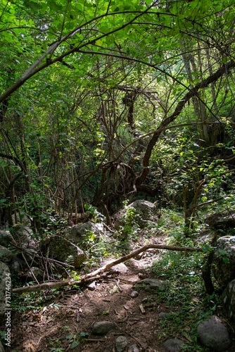 a tree  dirt path and boulders in the woods between stone and trees