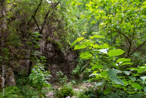 Fototapeta Naklejka Na Ścianę i Meble -  a train going through the forest into a small stream with rocks