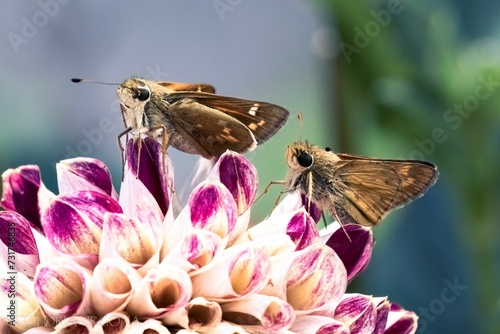 A pair of playful tan and brown skipper butterflies on a Honka Pink Dahlia flower, left side view. photo