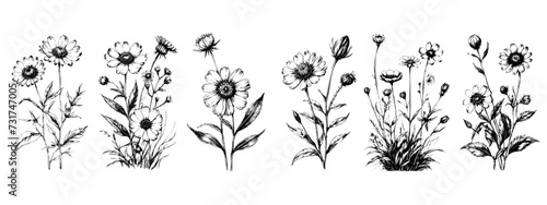 hand drawn illustration with wildflowers set. Collection of minimalist flowers  herbs and medicinal plants. For logo design  tattoo  postcard