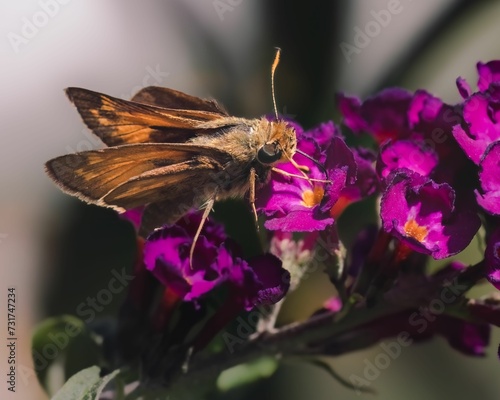 A thirsty Peck's Skipper Butterfly (Polites peckius) drinking from a purple butterfly bush flower. photo