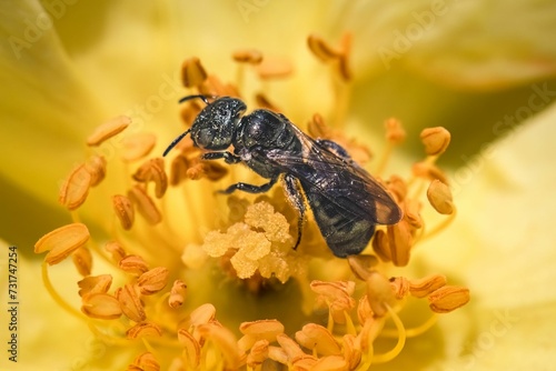 A shiny metallic green Small Carpenter Bee (Ceratina sp) pollinating a yellow rose flower. photo