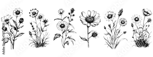 Hand drawn sketch wildflowers set. Vector illustration of medical herbs and flowers