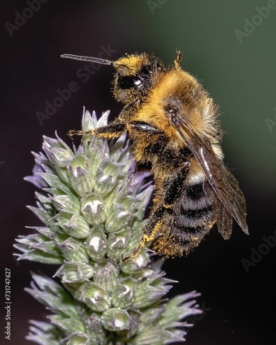 Macro of a Bumble bee (Bombus impatiens) covered in yellow pollen balls