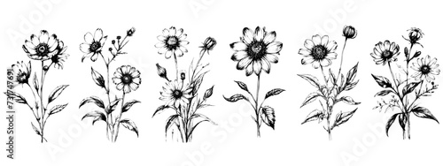Medicinal herbs collection. Vector set of hand drawn summer florals, herbs, weeds and meadows. Vintage plants illustration. Botanical elements in engraved style. Wild flowers outlines set.