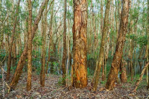 Closeup of colourful wet paper bark trees in a wetlands setting photo