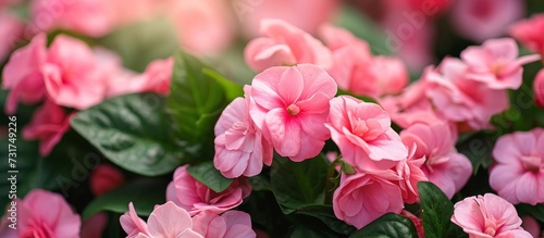 A garden filled with flowering plants, including pink flowers with green leaves. The vibrant pink petals contrast beautifully with the lush green foliage.
