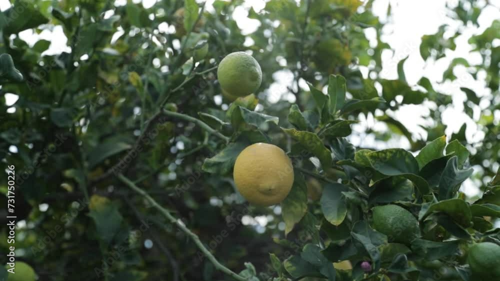 Sun Light Shinning Through Leaves On Lemon Tree