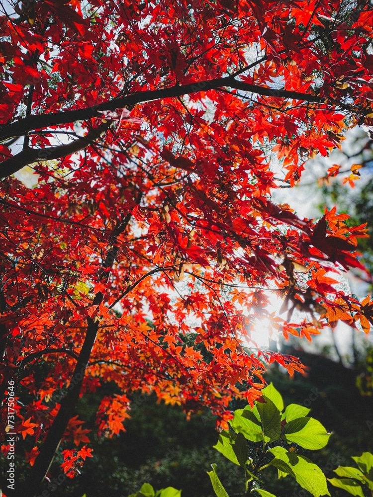 Red maple tree at Mount Lofty Botanic Garden Red maple tree at Mount Lofty Botanic Garden