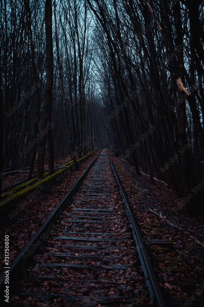 Fototapeta premium Idyllic landscape featuring a railroad track through a tranquil forest with trees in the foreground