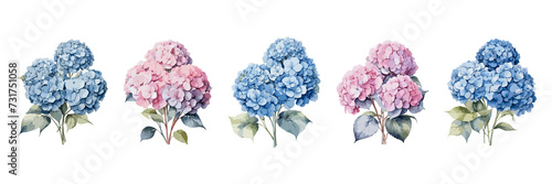 Collection or set of blue and pink hydrangea flowers in watercolor style, isolated on a transparent background photo