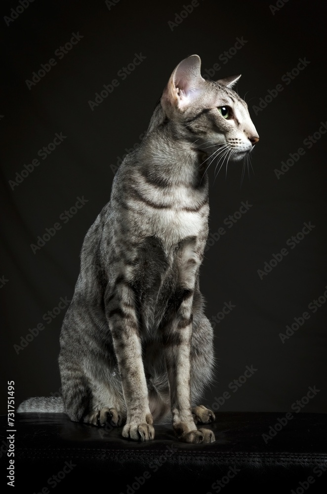 Oriental shorthair cat sitting against a dark background.