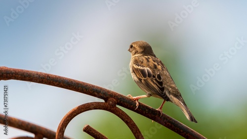 Vászonkép Eurasian tree sparrow perched on a fence railing.