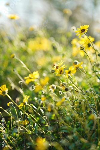 Stunning yellow floral arrangement illuminated by natural sunlight in a beautiful blooming field
