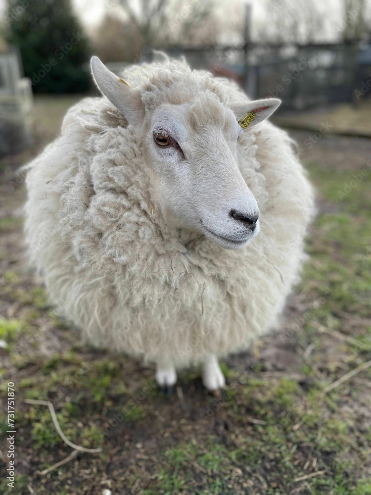 Closeup shot of a fluffy white sheep standing in a lush green field