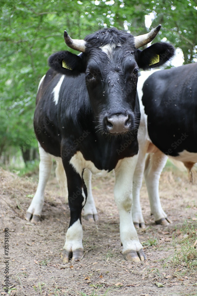 Black cow with large horns grazing in the countryside Black cow with large horns grazing in the countryside
