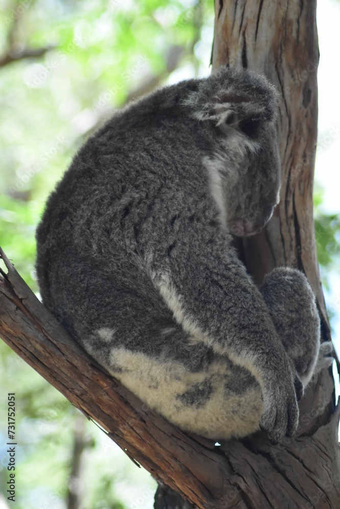 Obraz premium Koala Bear perched on a tree branch in a shady area
