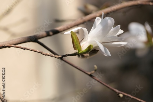 White magnolia flower growing on a tree branch