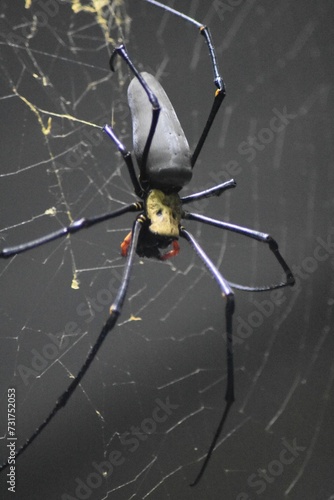 Photography Closeup of a large spider in its web