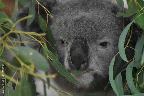 Close-up of a koala perched among a lush green foliage