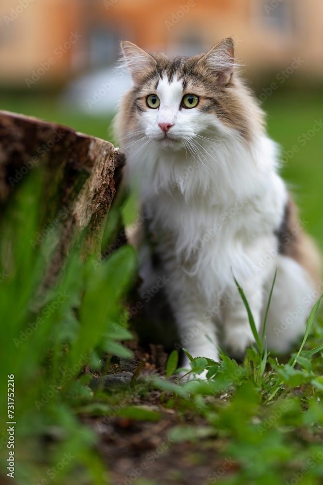 Cute gray and white tabby cat sitting in a sunny field of vibrant green grass